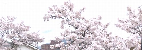 春酒　桜